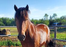 Canadian Free Range Horse Wallach