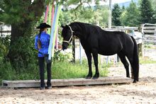 Canadian Horse Wallach, 5 1/2 Jahre, wird ca. 1.60m