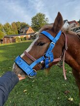 Kappzaum NEU Gr. Pony Equiva