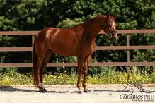 CDE - Spanisches Sportpferd - Wallach - ca. 1.62 m