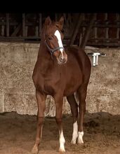 Champion Deluxe x Nemax *2025 Platz v.Preis