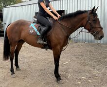 Charlotte 16hh 7yo mare