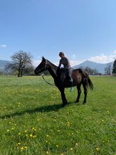 Charmante Stute auf der Suche nach liebevollem Zuhause