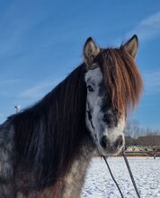 charmanter junger Isländer Wallach mit viel Behang
