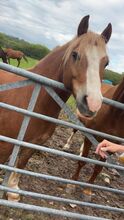 Chesnut pony
