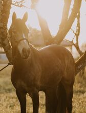 Schickes Deutsches Reitpony - vielseitig und brav