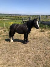 Cob mare for sale
