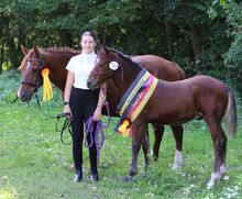 Connemara Fohlen - Sportlich & Klug Hengst - Prince Pascal