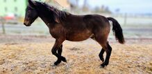 Connemara Pony