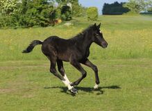 Connemara X Mustang - Selbstbewusste & Ausgeglichene Stute