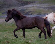 Coole freundliche Stute für Freizeit und/oder Zucht, tragend