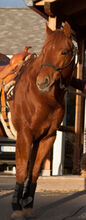 cooler Quarter Horse Wallach mit top Abstammung