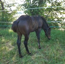 Cooles, gut gebautes Quarter Horse Hengstfohlen