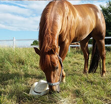 cooler Quarter Horse Wallach mit top Abstammung