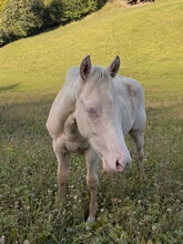 Cremello Hengst 2026 ***TOP Reining Pedigree***