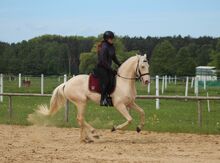 CREMELLO Lusitano Gelding top movements Working Equitation/ Dressage