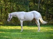 Cremello QH Nachwuchshengst mit guter Abstammung