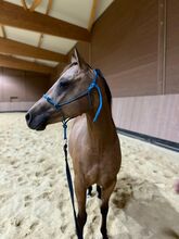 verschmuste, anhängliche Quarter Horse Stute mit gutem Papier