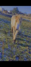 Gypsy cob ponie