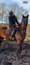 Danish Warmblood Gelding For Sale