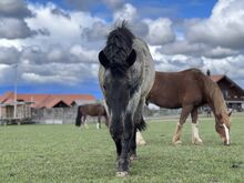 Lieber 2 1/2 Jähriger Noriker