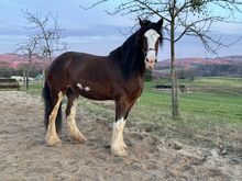 Liebe Shire Horse Stute