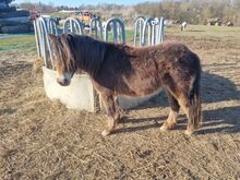 Liebe etwas unscheinbare Jungstute Partbred Shetlandpony