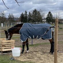Decke mit Halsteil Horseware / AMIGO AmECO 12 Plus Turnout Lite, 0g, 145cm Horseware AMIGO AmECO 12 Plus Turnout Lite
