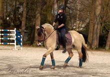 Reitbeteiligung auf tollem Pony in Fritzlar-Obermöllrich