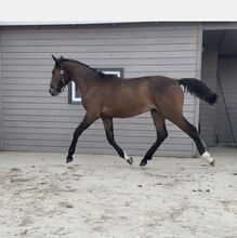 Stunning Małopolski Gelding “Halny” – Calm, Well-Bred, and Full of Potential