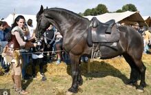 Deuber Sattel Amerant Bückeburgerschulsattel Barocksattel Deuber und Partner  Amarant 