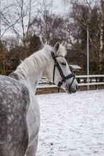 Deutsche reitpony stute