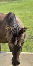 Deutsches Reitpony Hengst von 2024