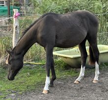 Deutsches Reitpony