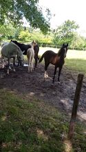 Deutsches Reitpony