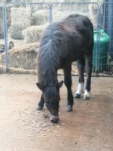 DHP filly foal looking for her project / forever home