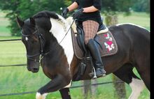 Tierpsychologie, Verhaltenstherapie oder Haltungsberatung für Pferde, Hunde und Katzen