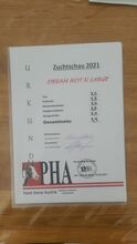 Doppelt registriertes Pleasure/Allround Nachwuchspferd