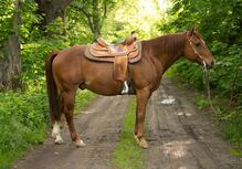 Erfahrener Quarter Horse Lehrmeister mit Herz und bester Westernausbildung