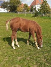 Doppelt Registriert Painthorse, Quarter Horse Hengst-Fohlen Reining,Ranchhorse