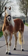 Traumhafter Haflinger Wallach Youngster