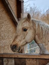 Traumpferd in Gold Palomino