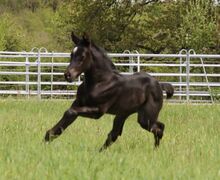 Traumhaftes blue roan Quarter Horse Stutfohlen