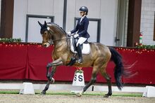 Dressage gelding for sale