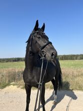 Dressurpferd mit Qualität - Nachwuchswallach aus Spitzenlinie