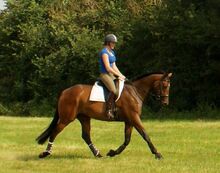 Dressage Saddle