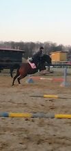 Dressur Lehrer/in gesucht