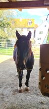 Dringend Beisteller/Einsteller gesucht