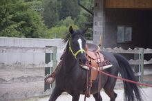 Traumpferd sucht Traumplatz