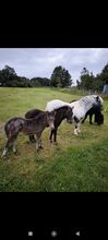 Dt Partbred Shetlandpony, Tiger Stuten